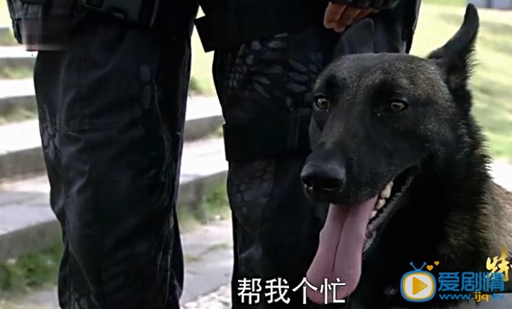 特警力量里面的猎奇是什么狗