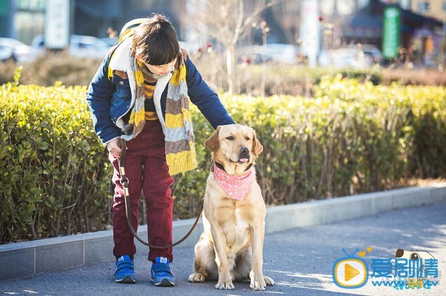 神犬小七乐乐剧照 神犬小七乐乐剧照