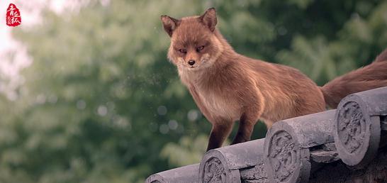 青丘狐传说剧照