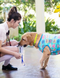 神犬小七2PK麻辣变形记看王洋深情演绎与狗狗们之间的感情