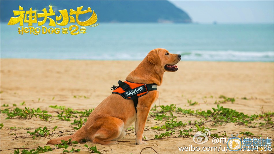神犬小七第二季中小七扮演者拉布拉多高清剧照