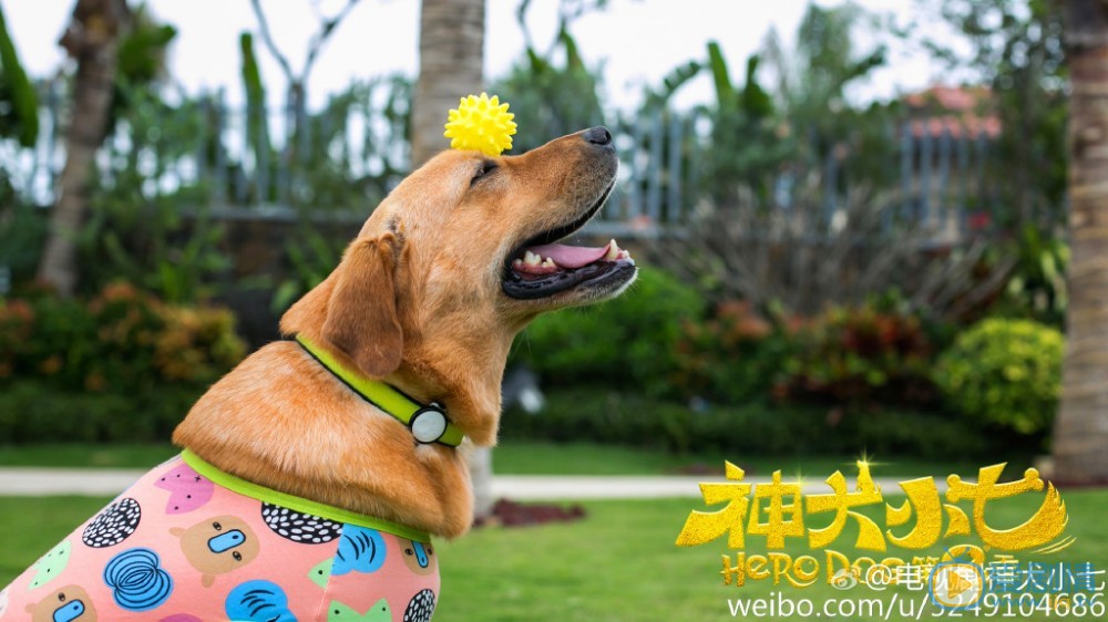 神犬小七第二季中小七扮演者拉布拉多高清剧照