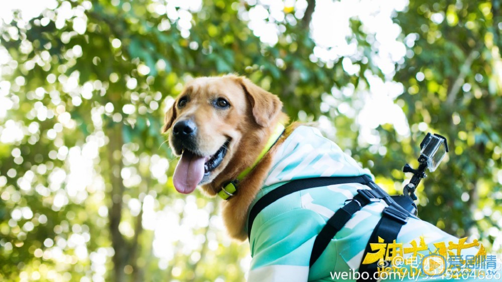 神犬小七第二季中小七扮演者拉布拉多高清剧照