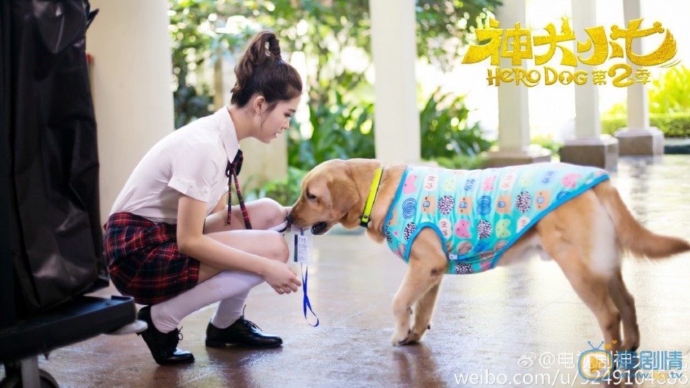 神犬小七第二季中小七扮演者拉布拉多高清剧照