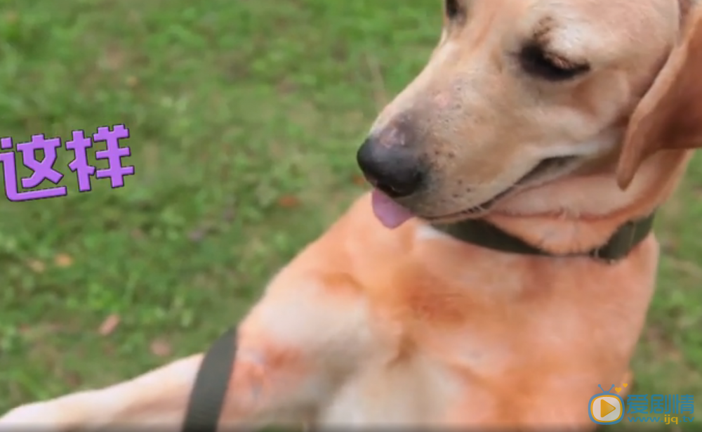 神犬小七第二季中小七扮演者拉布拉多高清剧照