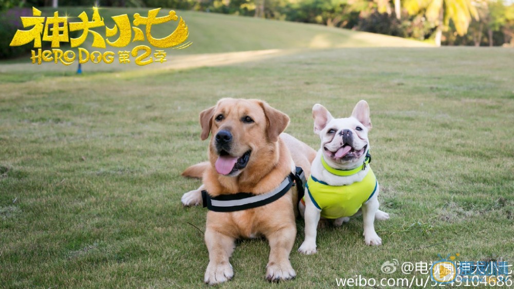 拉布拉多犬小七小七帅气写真 拉布拉多犬小七高清写真_拉布拉多犬小七高清剧照