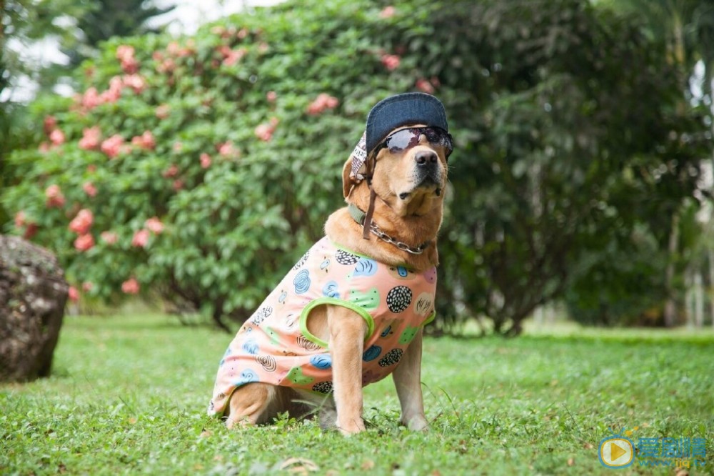 拉布拉多犬小七小七帅气写真 拉布拉多犬小七高清写真_拉布拉多犬小七高清剧照