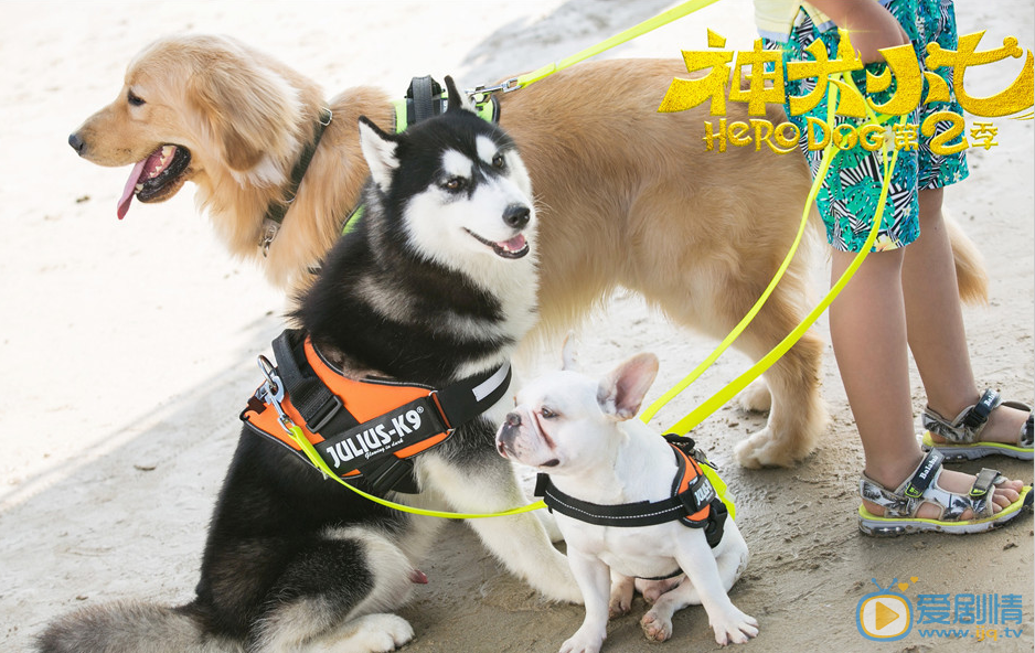 拉布拉多犬小七小七帅气写真 拉布拉多犬小七高清写真_拉布拉多犬小七高清剧照