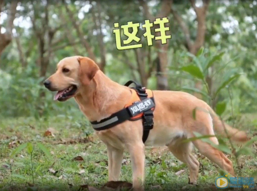拉布拉多犬小七小七替身照片 拉布拉多犬小七高清写真_拉布拉多犬小七高清剧照