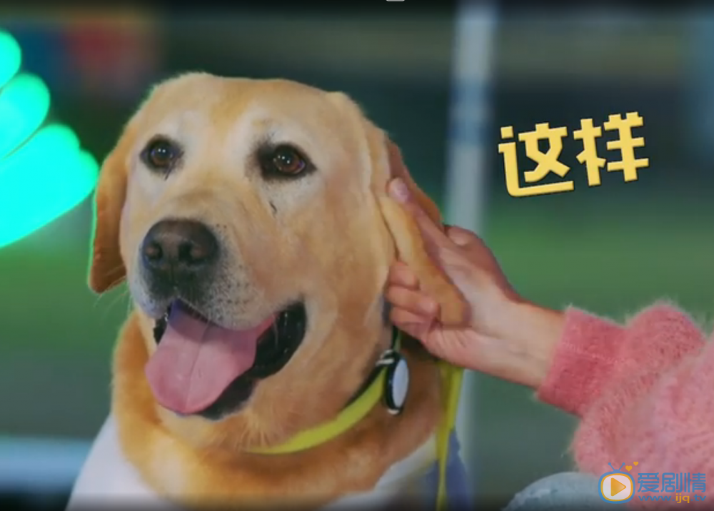 拉布拉多犬小七小七替身照片 拉布拉多犬小七高清写真_拉布拉多犬小七高清剧照