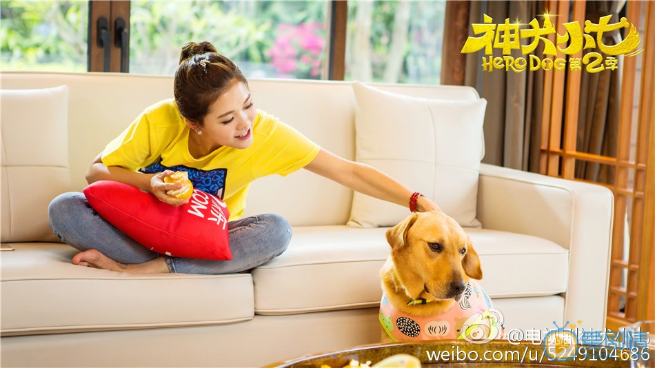 拉布拉多犬小七小七剧照 拉布拉多犬小七高清写真_拉布拉多犬小七高清剧照