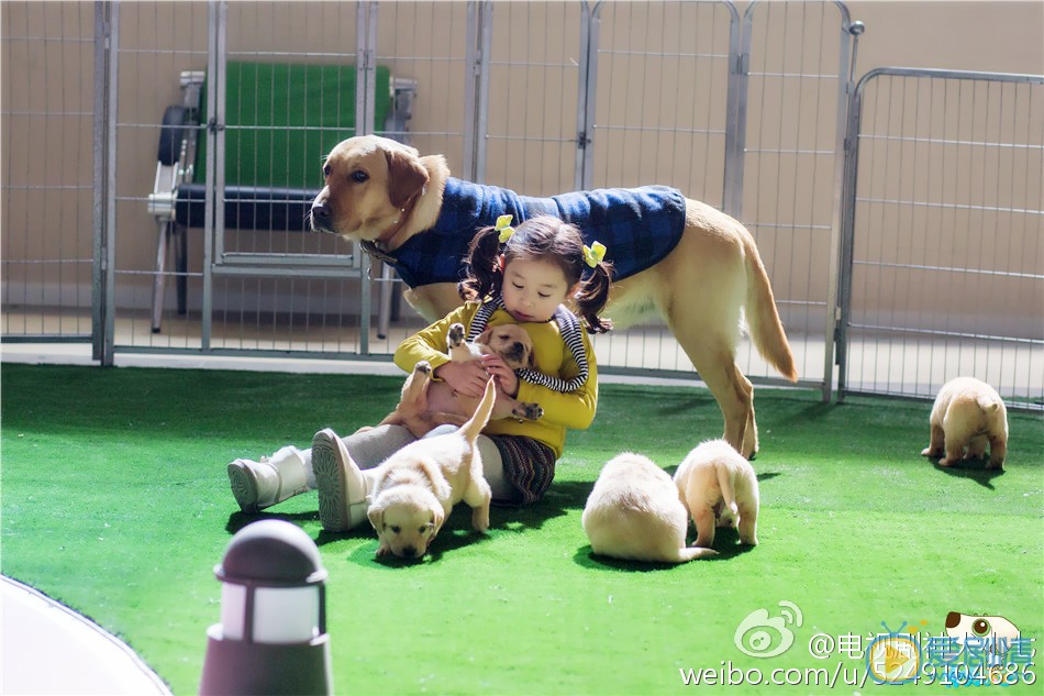 拉布拉多犬小七神犬小七第一季剧照 拉布拉多犬小七高清写真_拉布拉多犬小七高清剧照