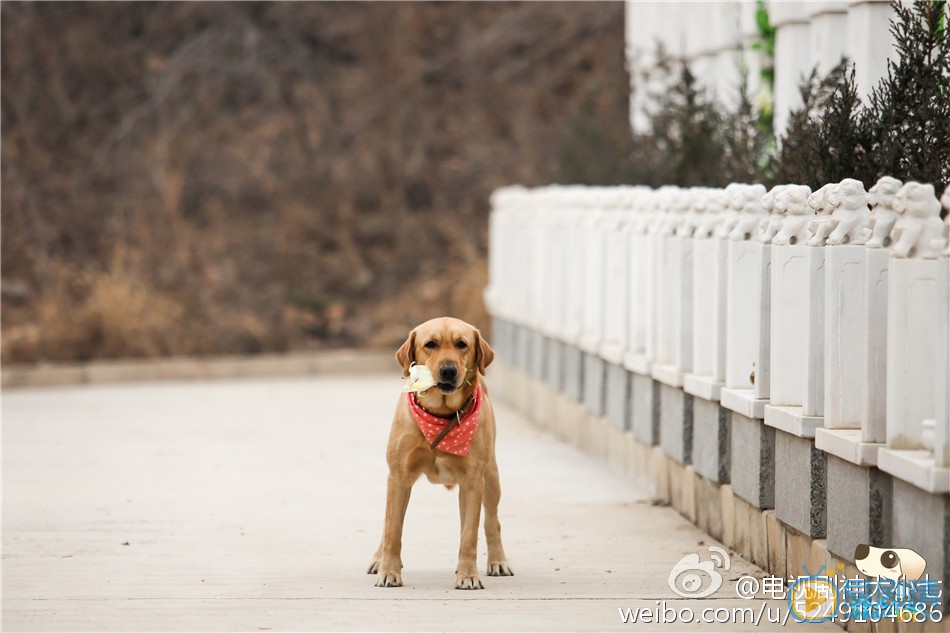 拉布拉多犬小七神犬小七第一季剧照 拉布拉多犬小七高清写真_拉布拉多犬小七高清剧照