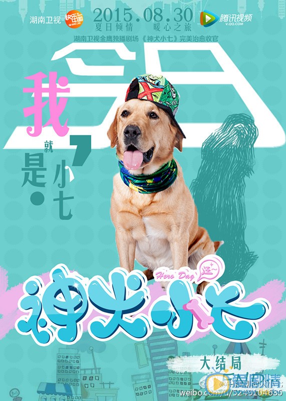 拉布拉多犬小七神犬小七第一季剧照 拉布拉多犬小七高清写真_拉布拉多犬小七高清剧照