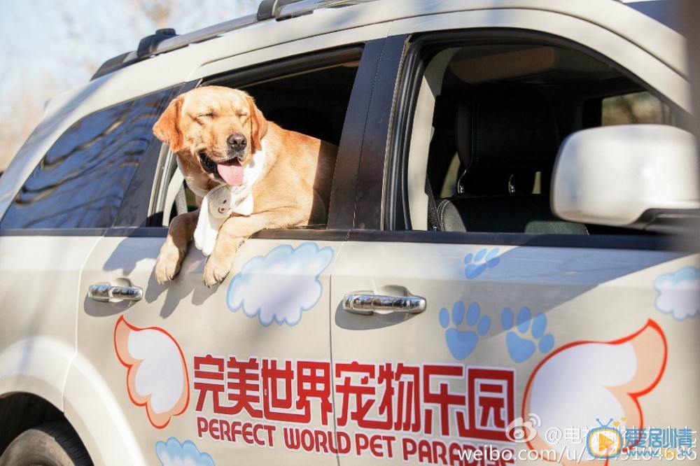 拉布拉多犬小七神犬小七第一季剧照 拉布拉多犬小七高清写真_拉布拉多犬小七高清剧照