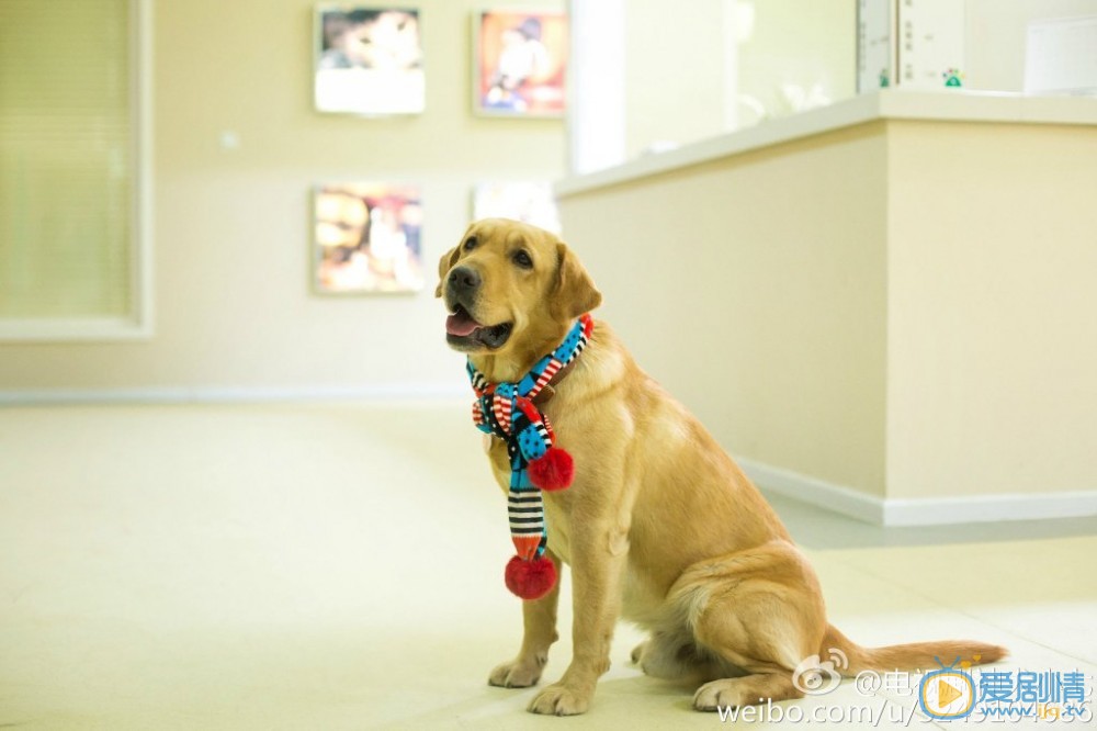拉布拉多犬小七神犬小七第一季剧照 拉布拉多犬小七高清写真_拉布拉多犬小七高清剧照