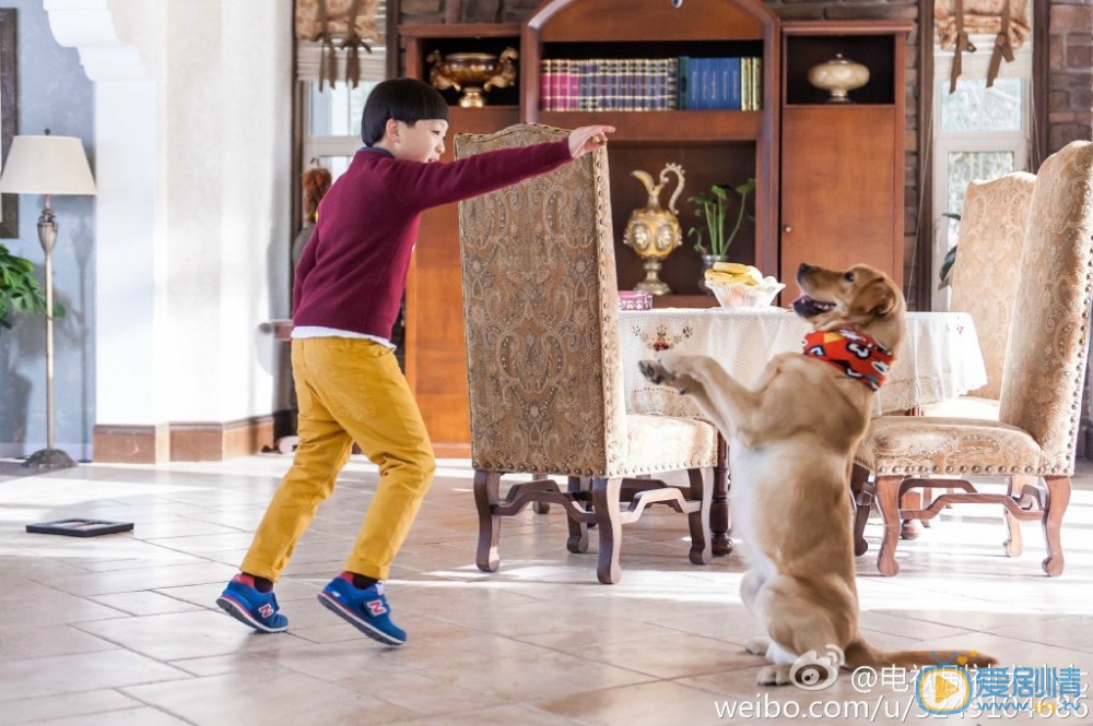 拉布拉多犬小七神犬小七第一季剧照 拉布拉多犬小七高清写真_拉布拉多犬小七高清剧照