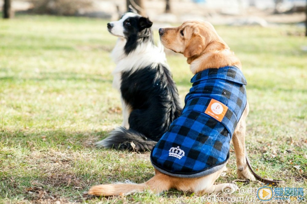 拉布拉多犬小七神犬小七第一季剧照 拉布拉多犬小七高清写真_拉布拉多犬小七高清剧照
