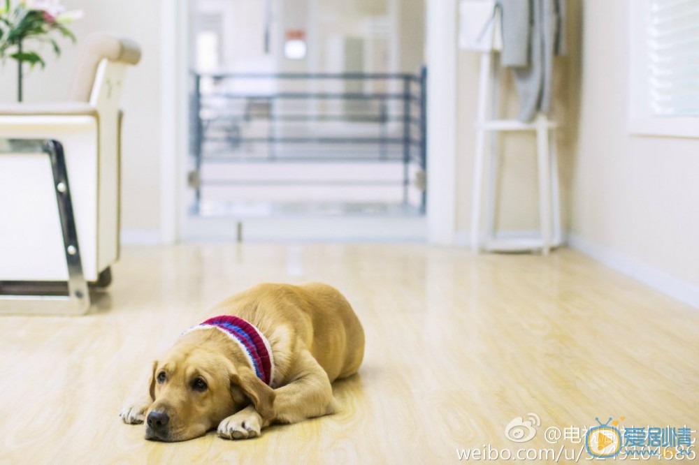 拉布拉多犬小七神犬小七第一季剧照 拉布拉多犬小七高清写真_拉布拉多犬小七高清剧照