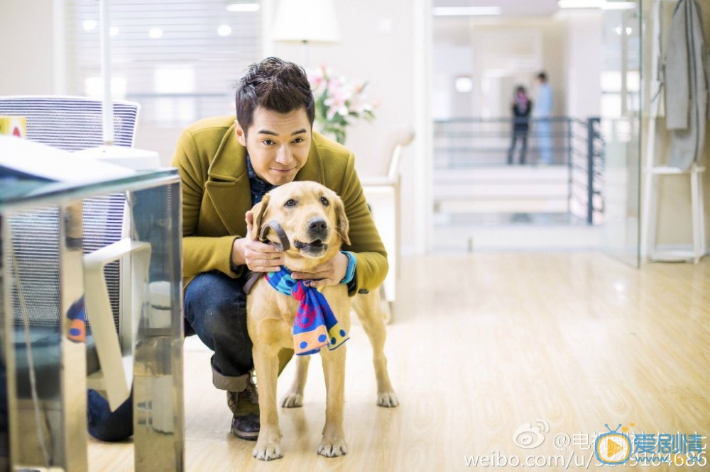 拉布拉多犬小七神犬小七第一季剧照 拉布拉多犬小七高清写真_拉布拉多犬小七高清剧照