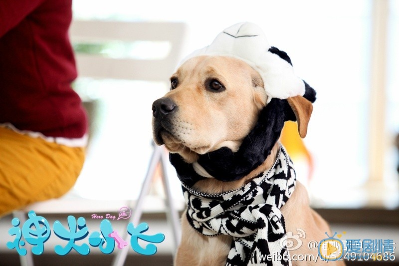 拉布拉多犬小七神犬小七第一季剧照 拉布拉多犬小七高清写真_拉布拉多犬小七高清剧照