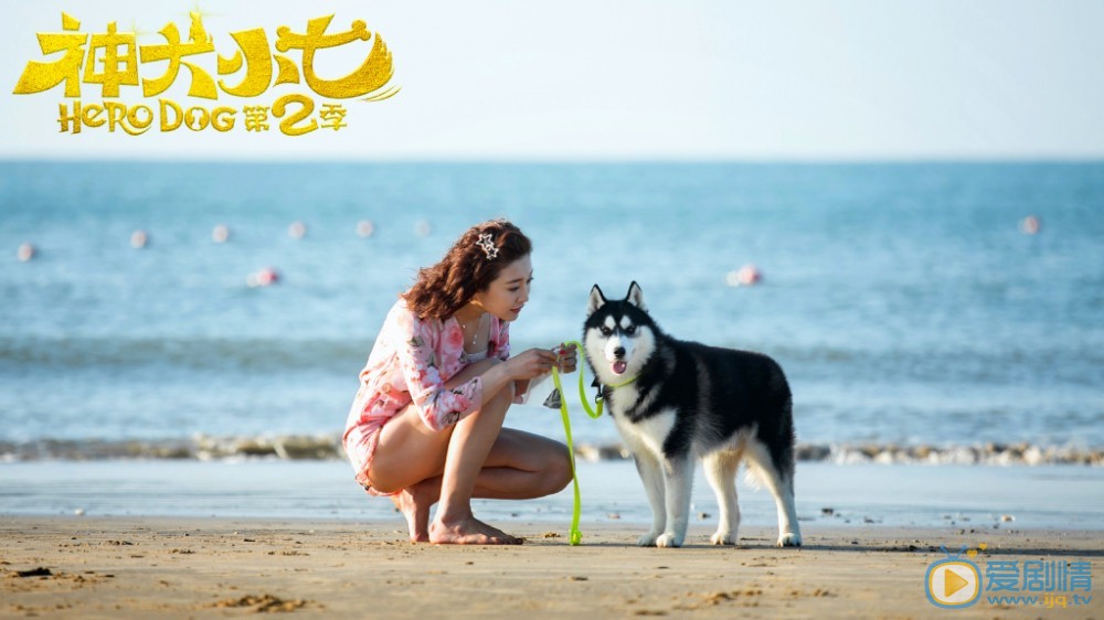 拉布拉多犬小七小七剧照 拉布拉多犬小七高清写真_拉布拉多犬小七高清剧照