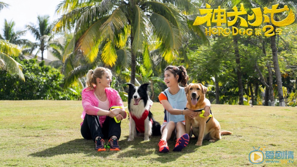 拉布拉多犬小七小七剧照 拉布拉多犬小七高清写真_拉布拉多犬小七高清剧照