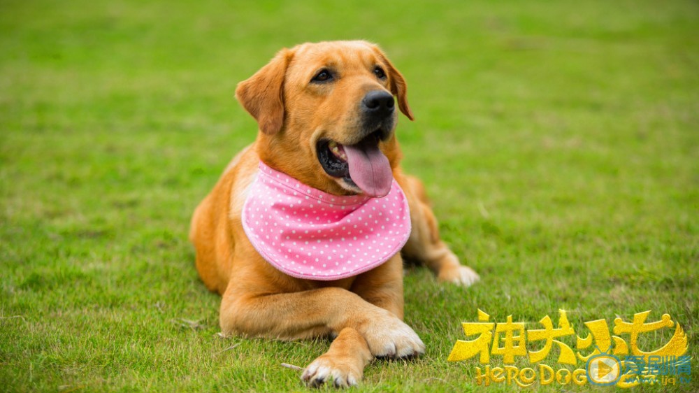 拉布拉多犬小七小七剧照 拉布拉多犬小七高清写真_拉布拉多犬小七高清剧照