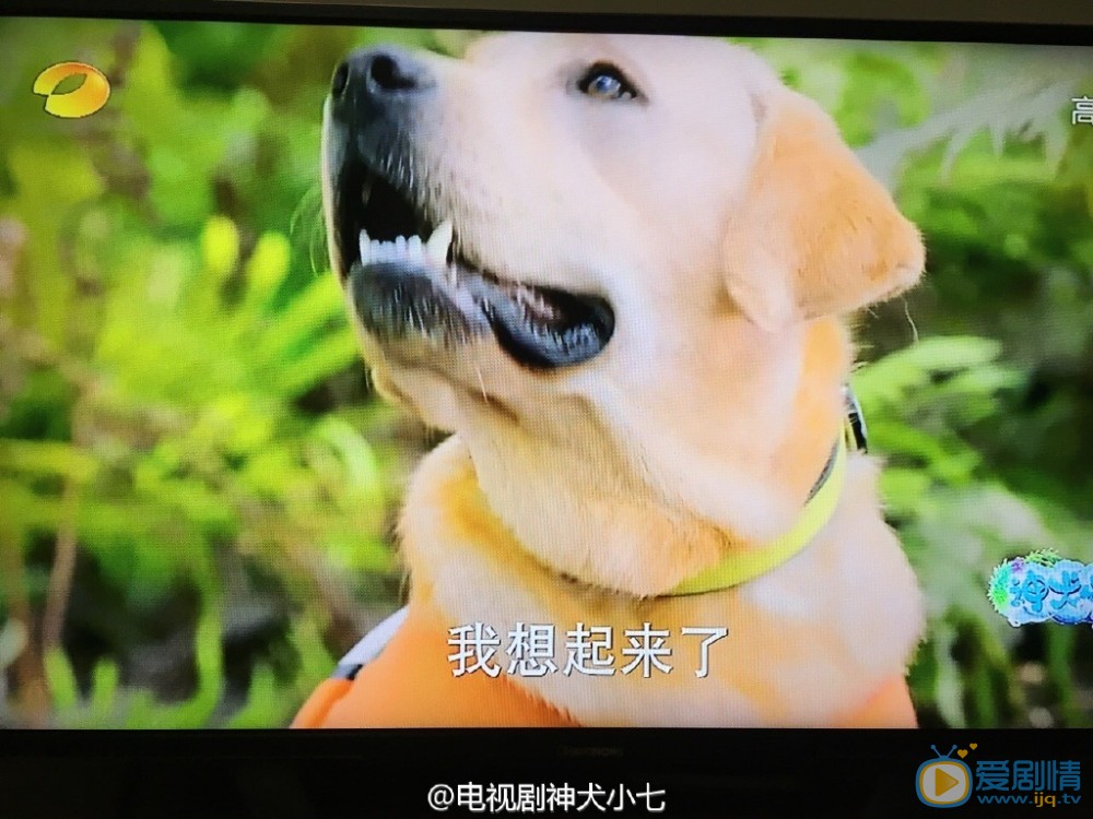 拉布拉多犬小七小七剧照 拉布拉多犬小七高清写真_拉布拉多犬小七高清剧照