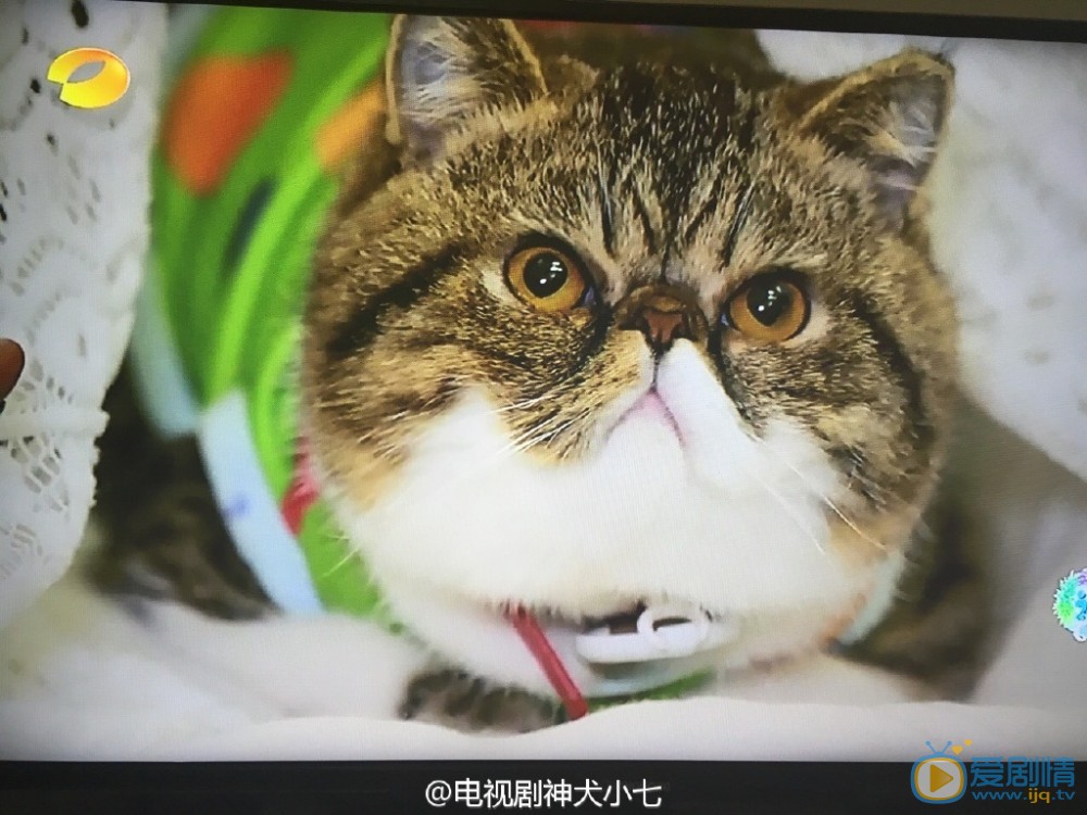 神犬小七2阿旺剧照