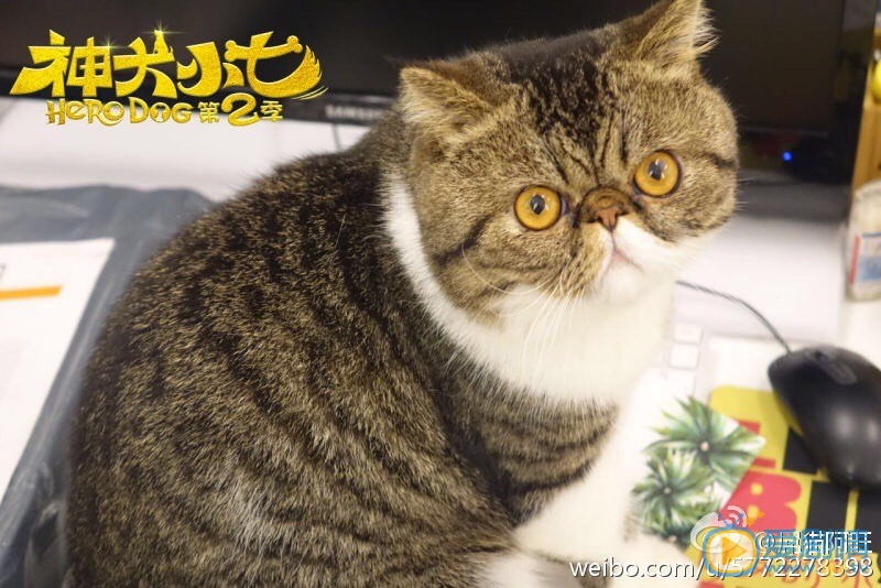 神犬小七2阿旺剧照 