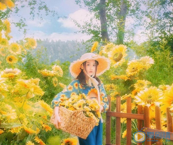 张格向日葵少女写真 张格高清写真_张格高清剧照