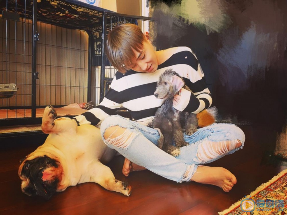 赵泳鑫和斗牛犬照 赵泳鑫高清写真_赵泳鑫高清剧照