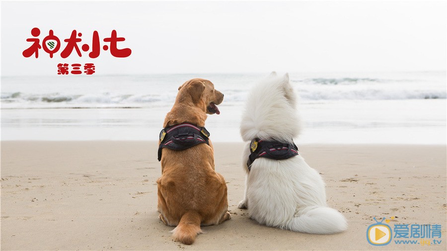 神犬小七3定档6月27日 姜潮宋妍霏与萌宠暖心救援