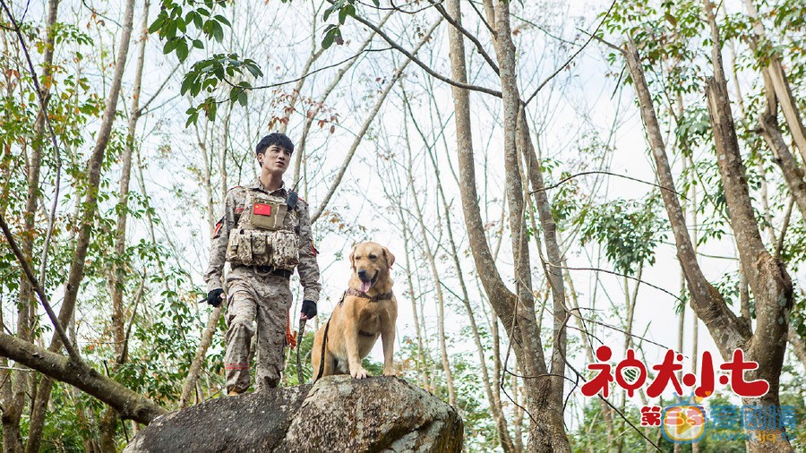 神犬小七3定档6月27日 姜潮宋妍霏与萌宠暖心救援
