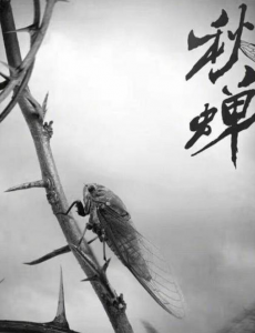 谍战剧秋蝉什么时候播出？在哪里上映？