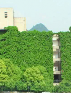 贵阳高校爬山虎占领9层图书馆，场面太过于壮观