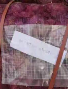 不仅没哭还换了钱，前男友把1吨洋葱转手卖1000多元