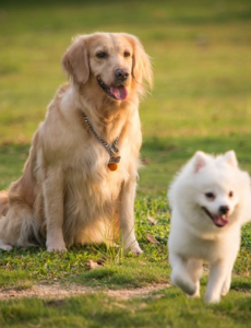8岁治疗犬获博士学位协助了很多学员摆脱心里健康阻碍