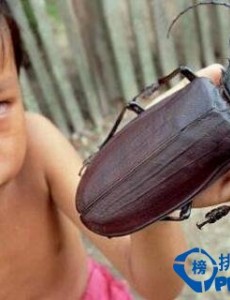 世界上最大的虫子是什么你们知道吗，南极巨虫吃掉海豹是真是假？！
