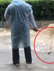 广州雨后路人当街捕鱼，班都不上了看捕鱼，鱼真的好大