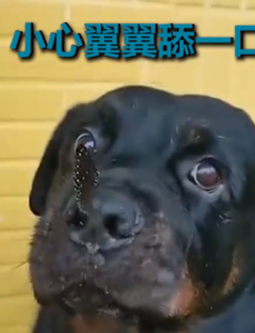 蝴蝶落在小狗鼻子上样子太可爱了