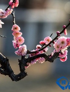中国十大名花排名哪些花,不仅美丽还可入药【附名花花语】这么神奇