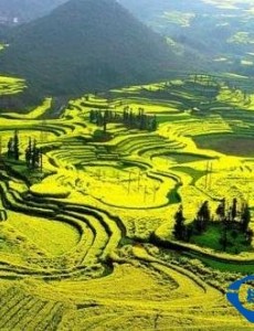 中国最大的自然花园获吉尼斯世界纪录，你知道在哪里嘛