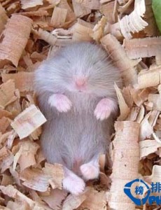 地球上冬眠时间最长的动物：不是猪哦！而是睡鼠！