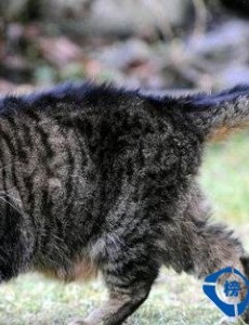 【世界上年龄最大的猫】活了有多久呢？世界上活的最久的猫不敢相信！