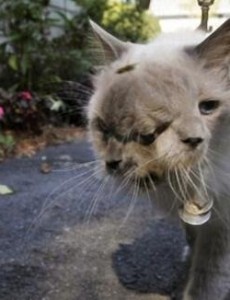 吉尼斯世界上寿命最长的双面猫长什么样子：三只眼两嘴巴震惊！