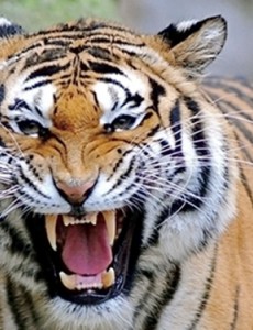 罗列世界十大禁养名猫：第9体型娇小却能干翻羚羊，不感相信！