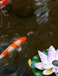 盘点十大适合家养的冷水观赏鱼，最好养的冷水鱼排行榜你们知道吗？
