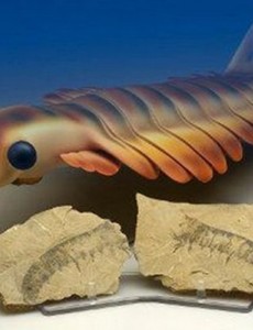 盘点史前十大最怪异生物，如同漫画中的奇怪生物感到害怕
